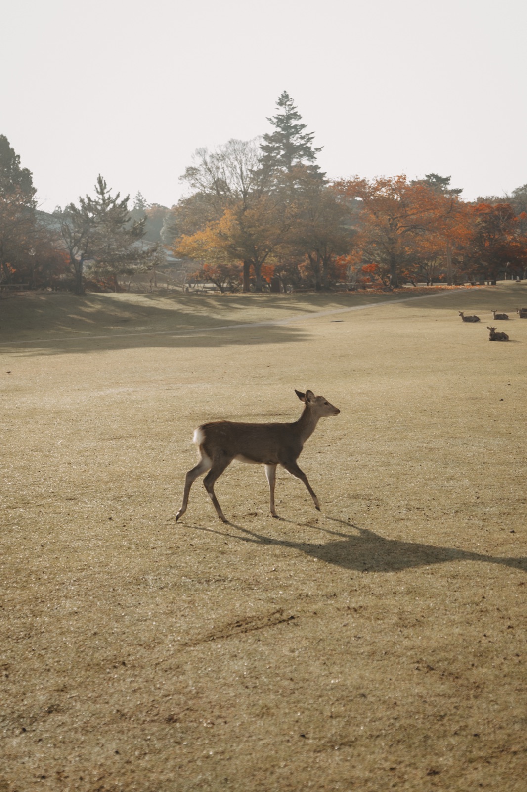 若草山・奈良公園での前撮り 4
